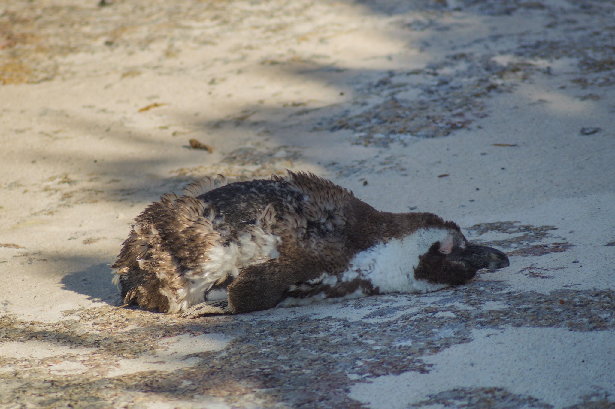 Boulders Penguin Colony, South Africa
