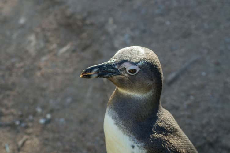 Boulders Penguin Colony