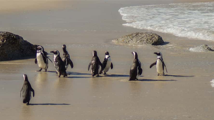 Boulders Penguin Colony