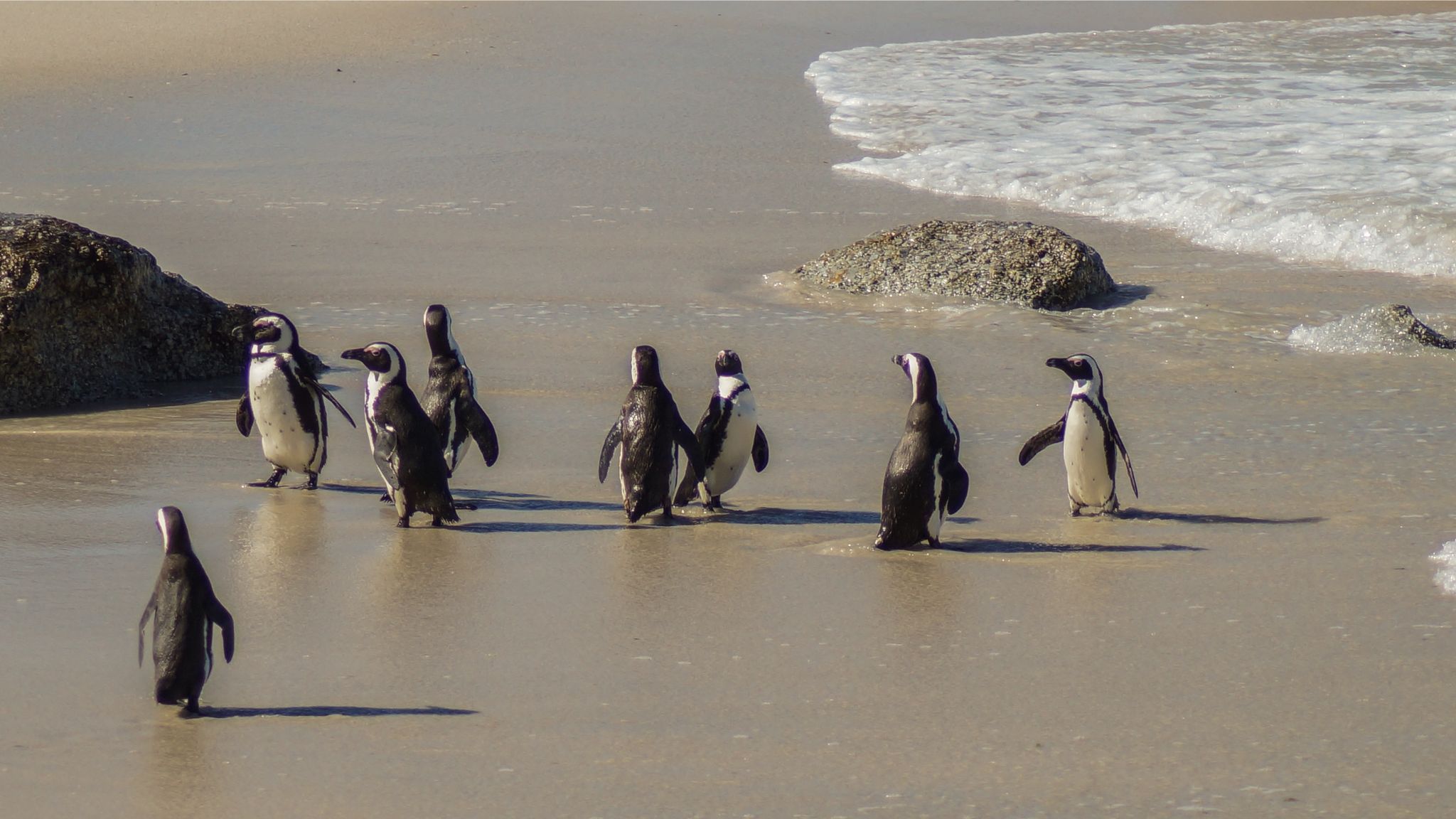 Boulders Penguin Colony, South Africa