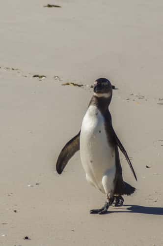 Boulders Penguin Colony