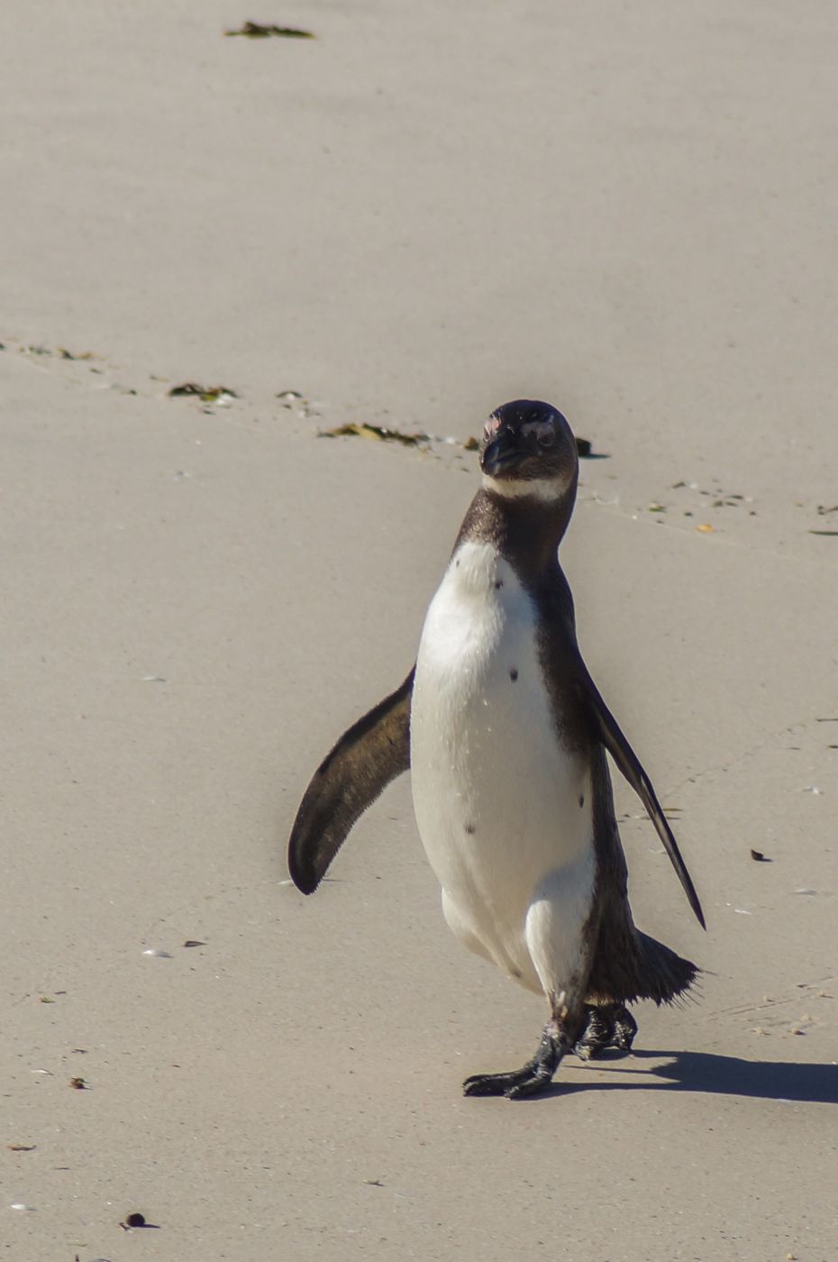 Boulders Penguin Colony, South Africa