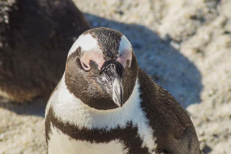 Boulders Penguin Colony