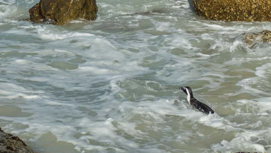Boulders Penguin Colony