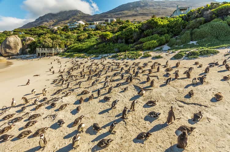 Boulders Penguin Colony