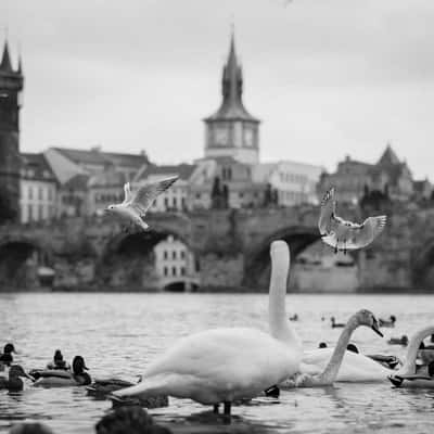 Charles Bridge and swan, Prague, Czech Republic