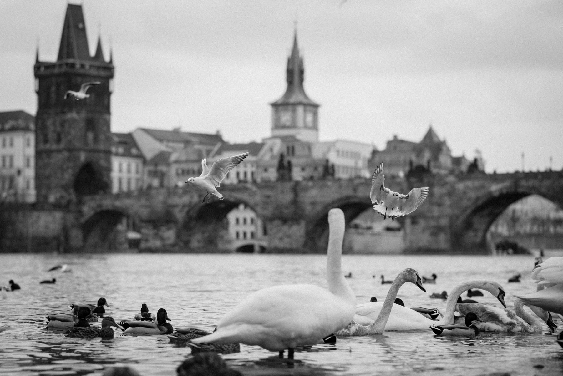 Charles Bridge and swan, Prague, Czech Republic
