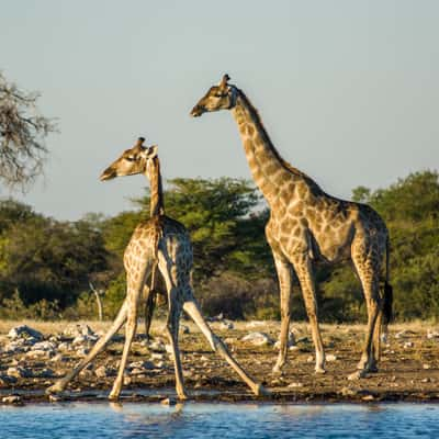 Chudop Waterhole, Namibia