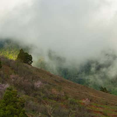 Clouds and Blossoms, Spain