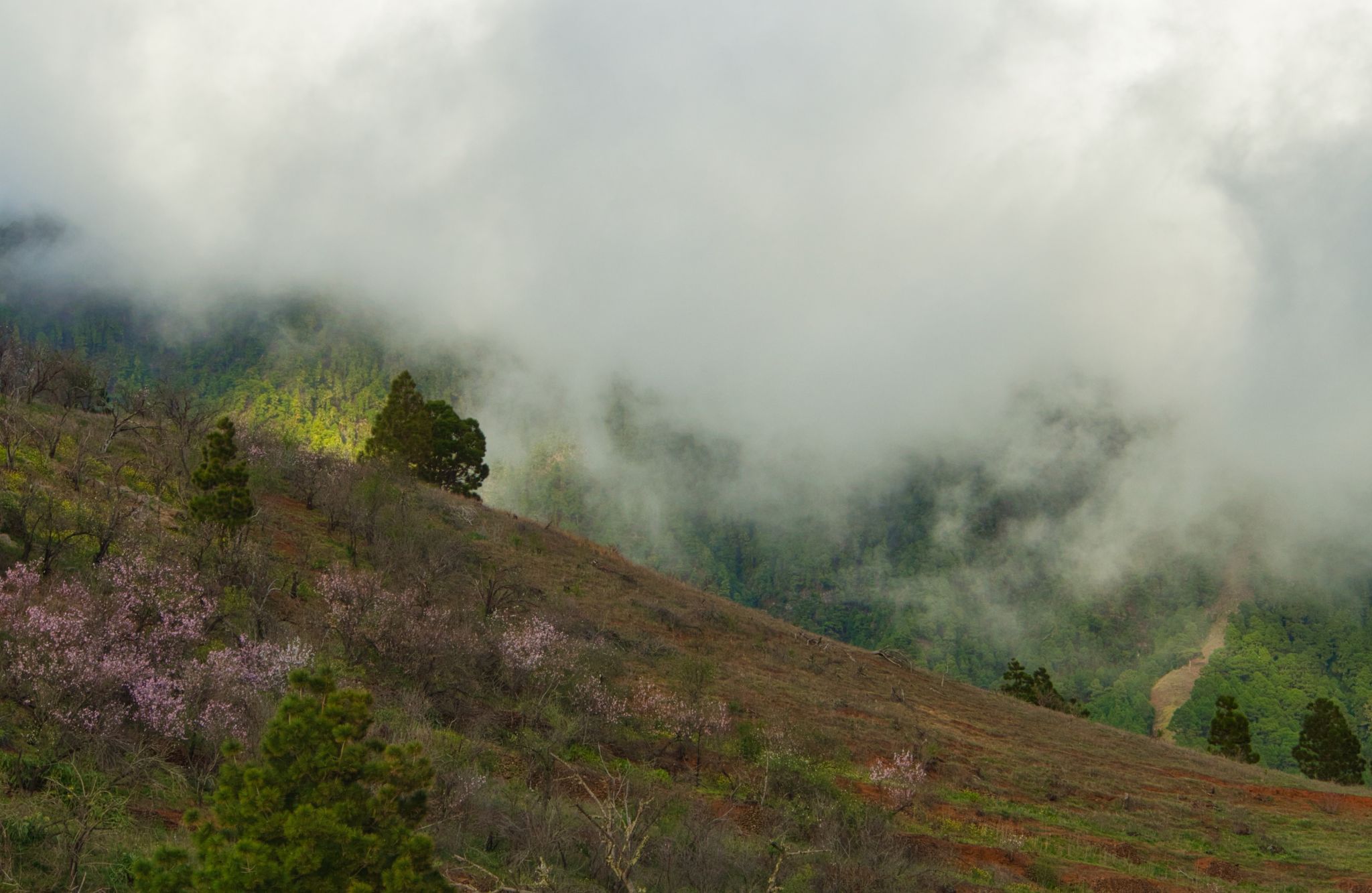 Clouds and Blossoms, Spain
