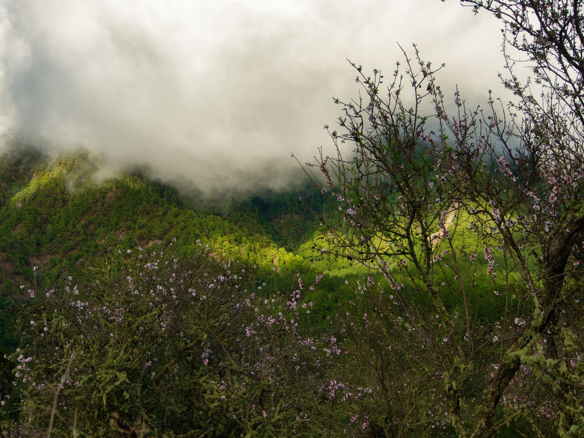 Clouds and Blossoms, Spain