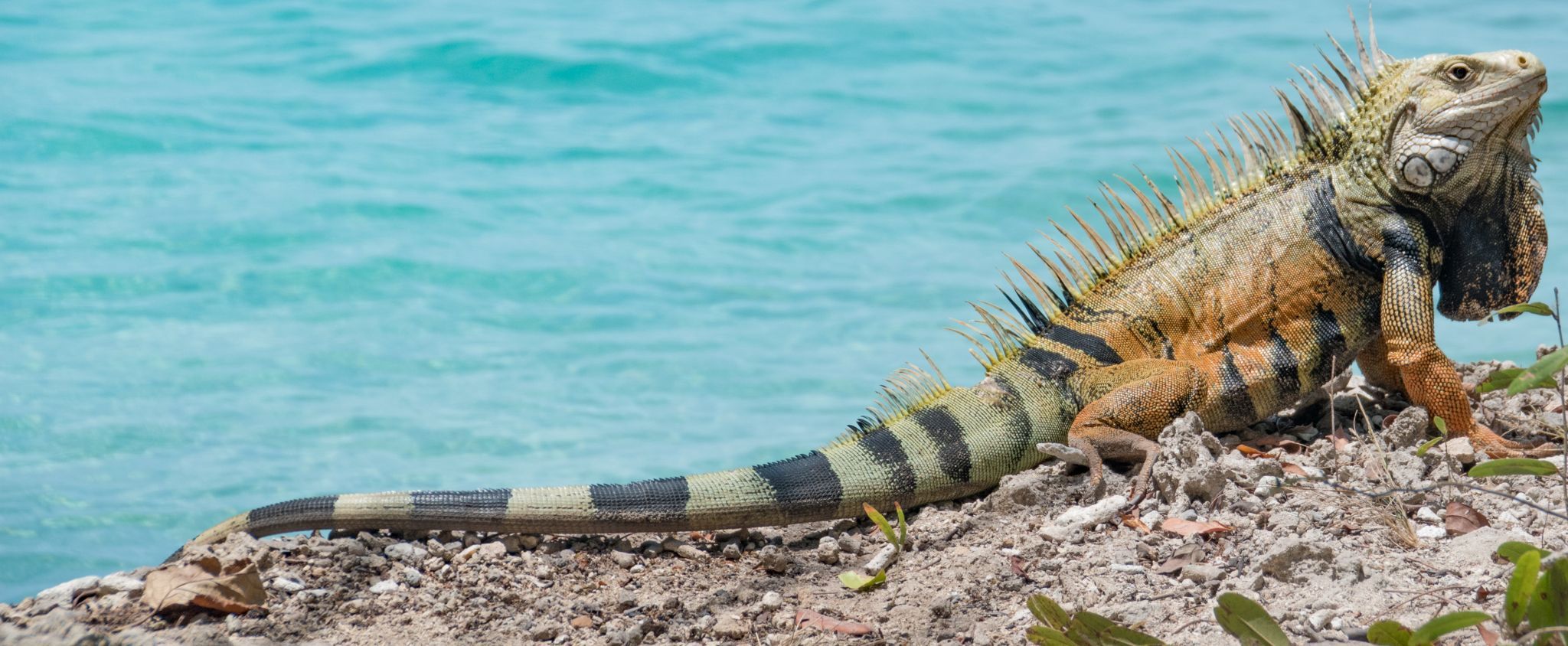 Coralina Island Resort, Colombia