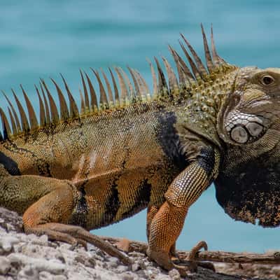 Coralina Island Resort, Colombia