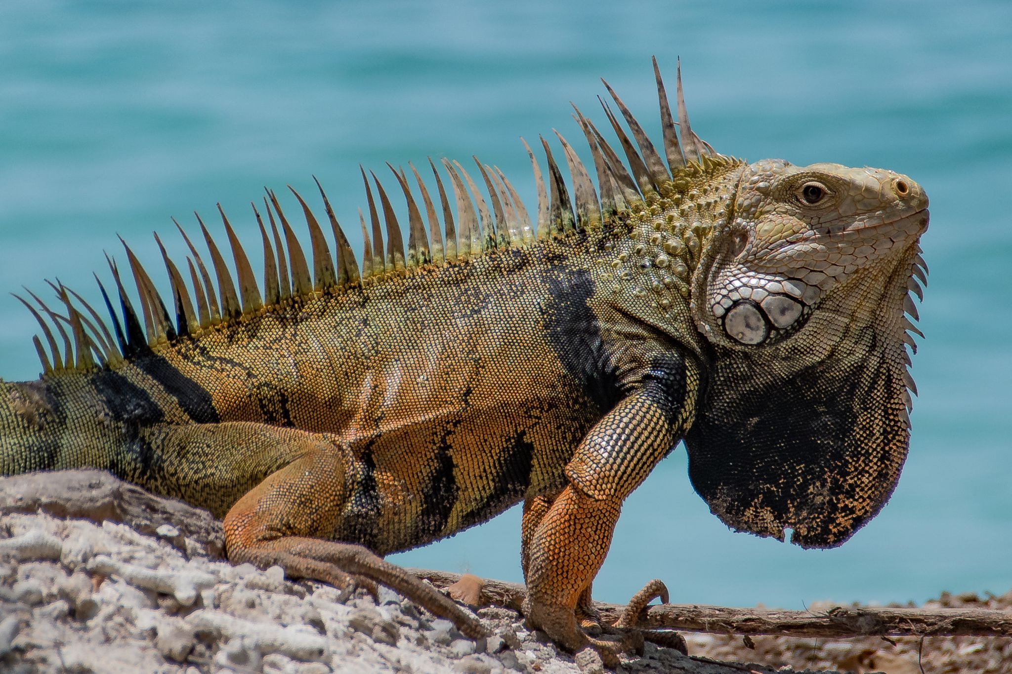 Coralina Island Resort, Colombia
