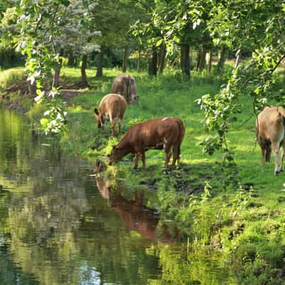 Cows grazing at Park Clingendael, The Hague, Netherlands