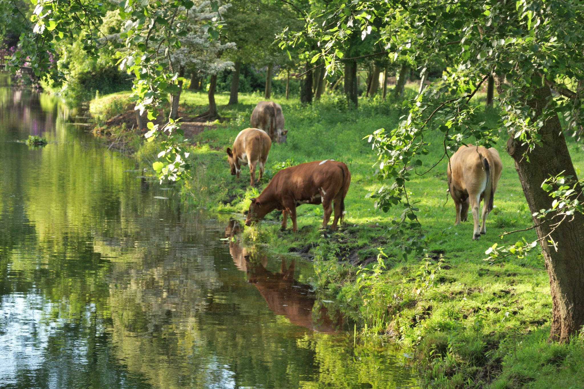 Cows grazing at Park Clingendael, The Hague, Netherlands