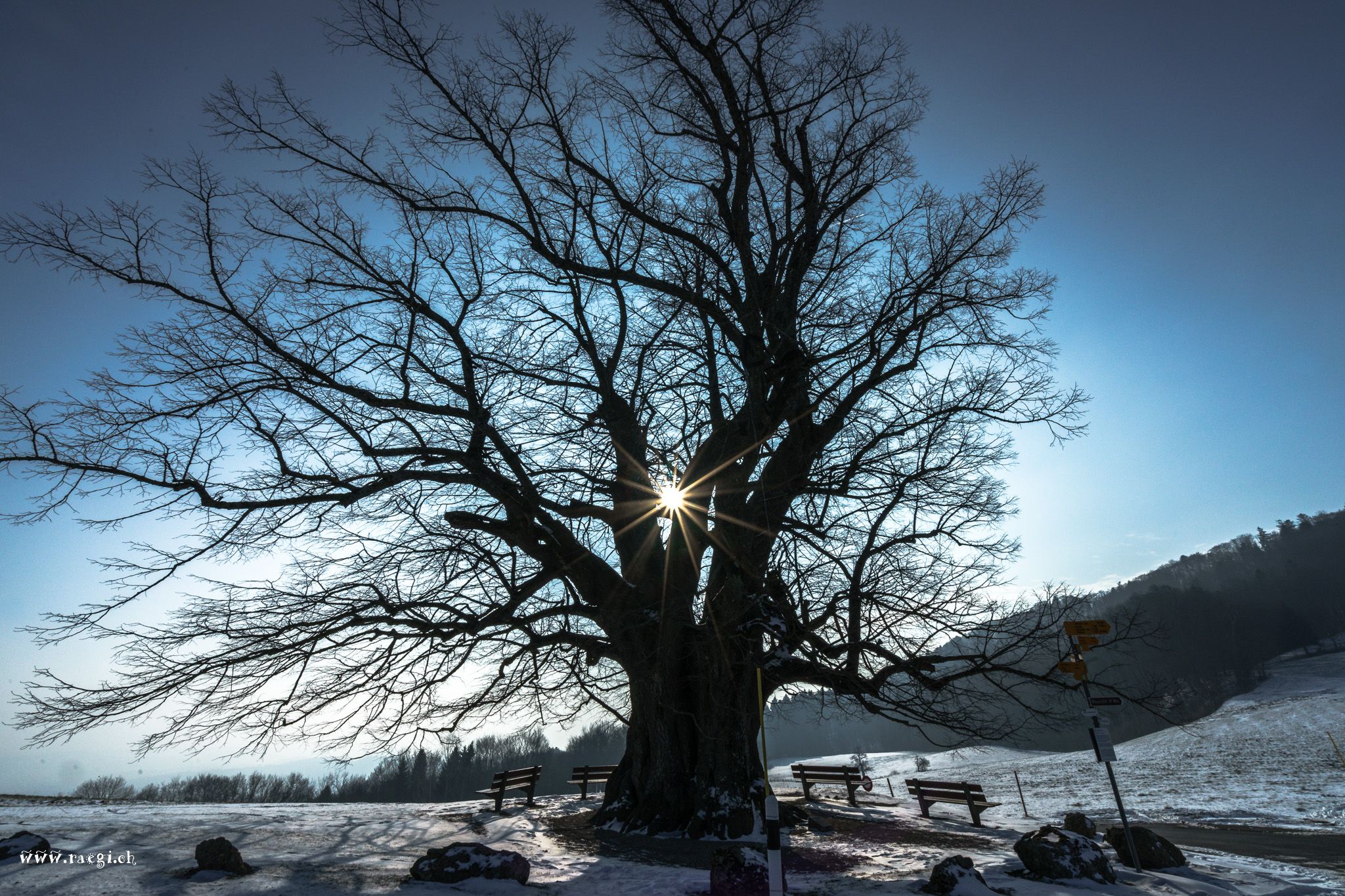 Die Linde von Linn, Switzerland