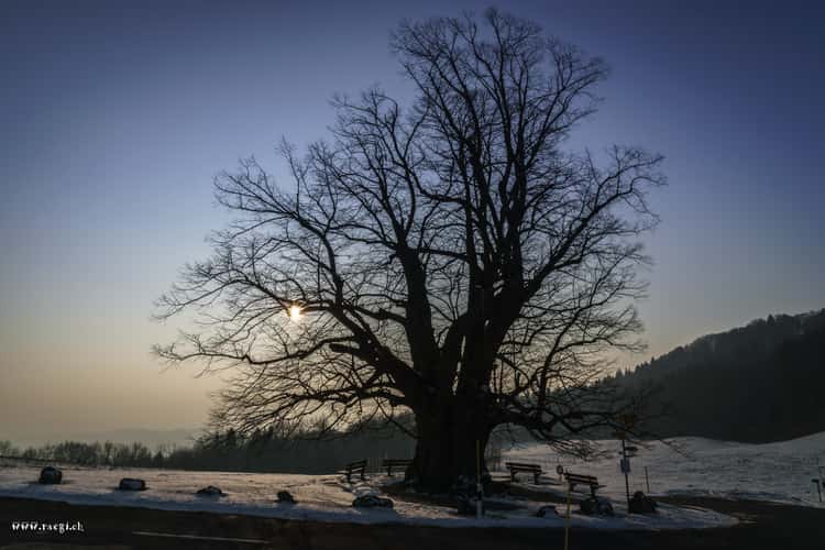 Die Linde von Linn