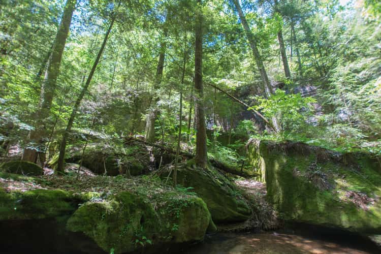 Dismals Canyon