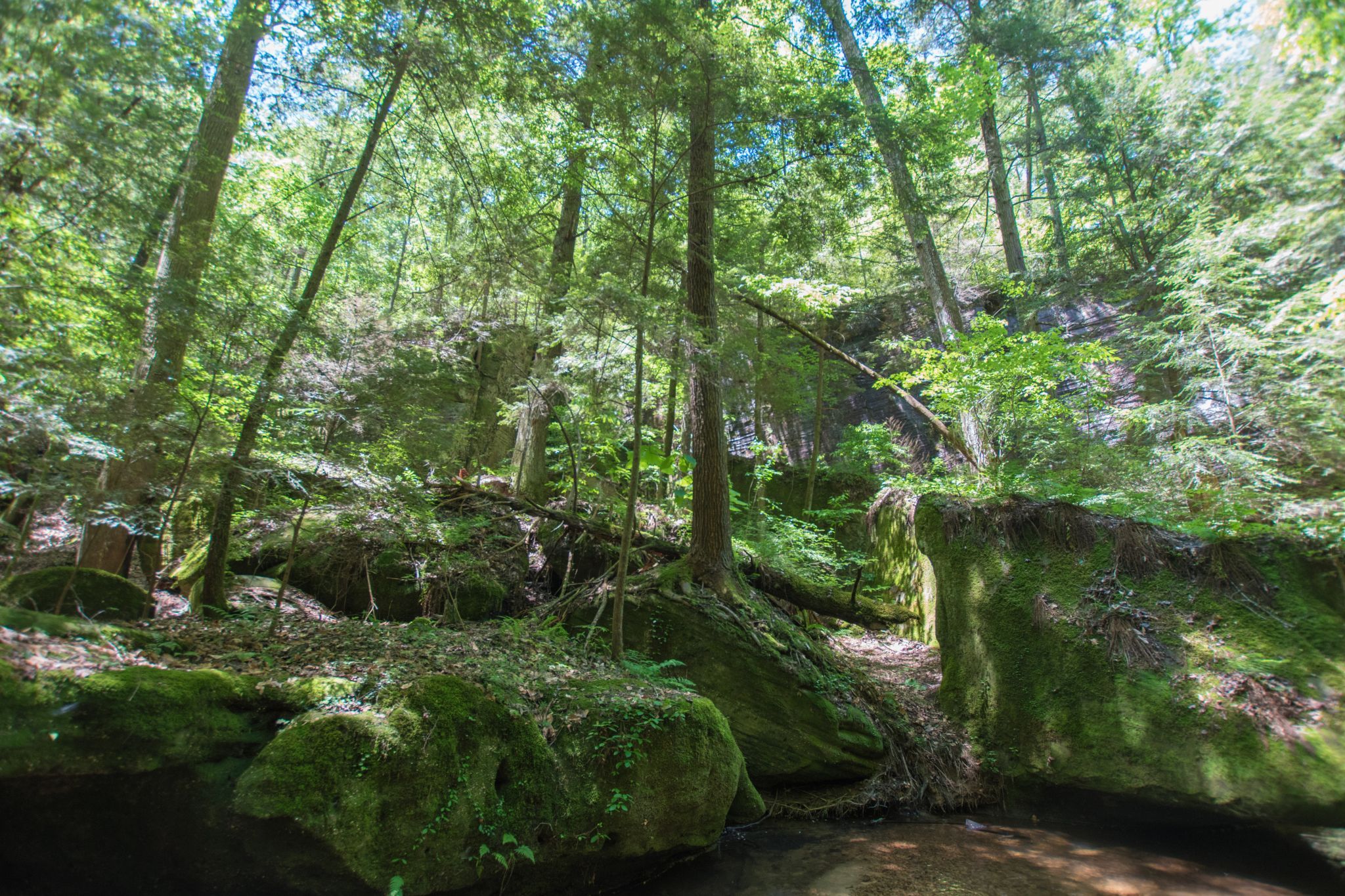 Dismals Canyon, USA