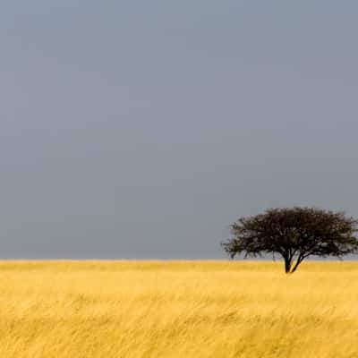 Etosha National Park