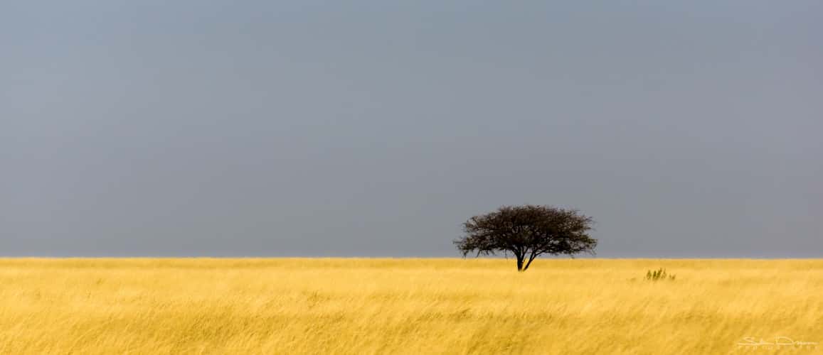 Etosha tree