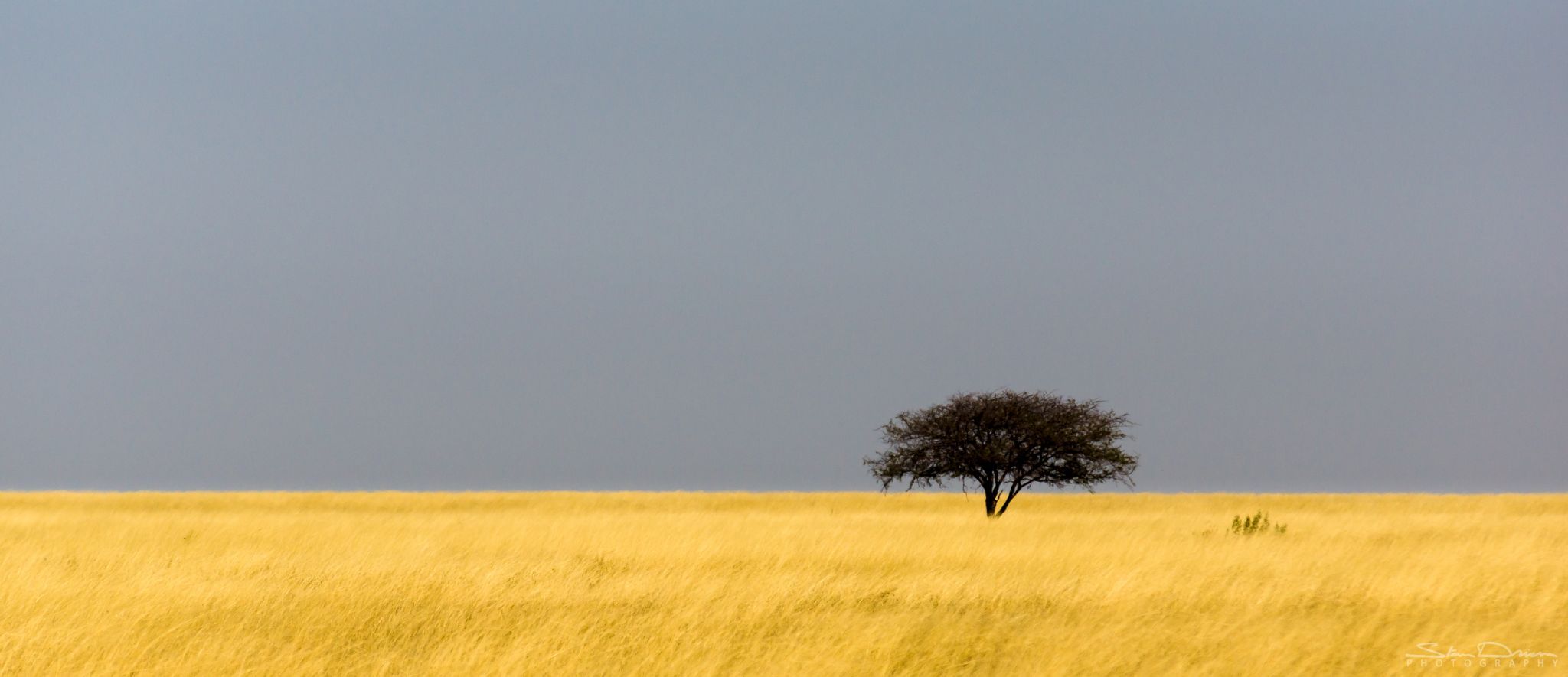 Etosha tree, Namibia