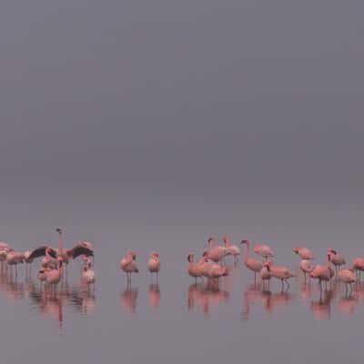 Flamingo gathering, Namibia