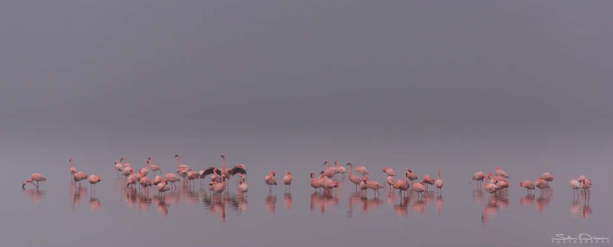 Flamingo gathering
