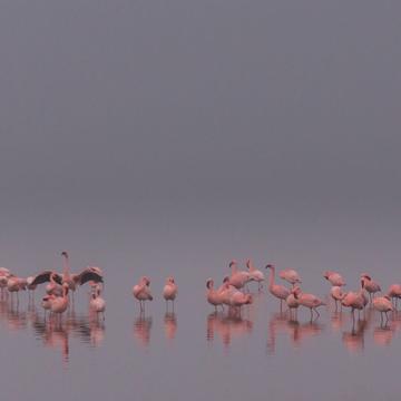 Flamingo gathering, Namibia