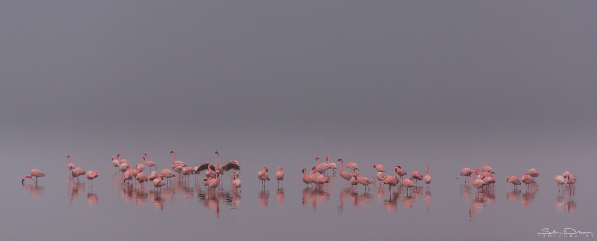 Flamingo gathering, Namibia