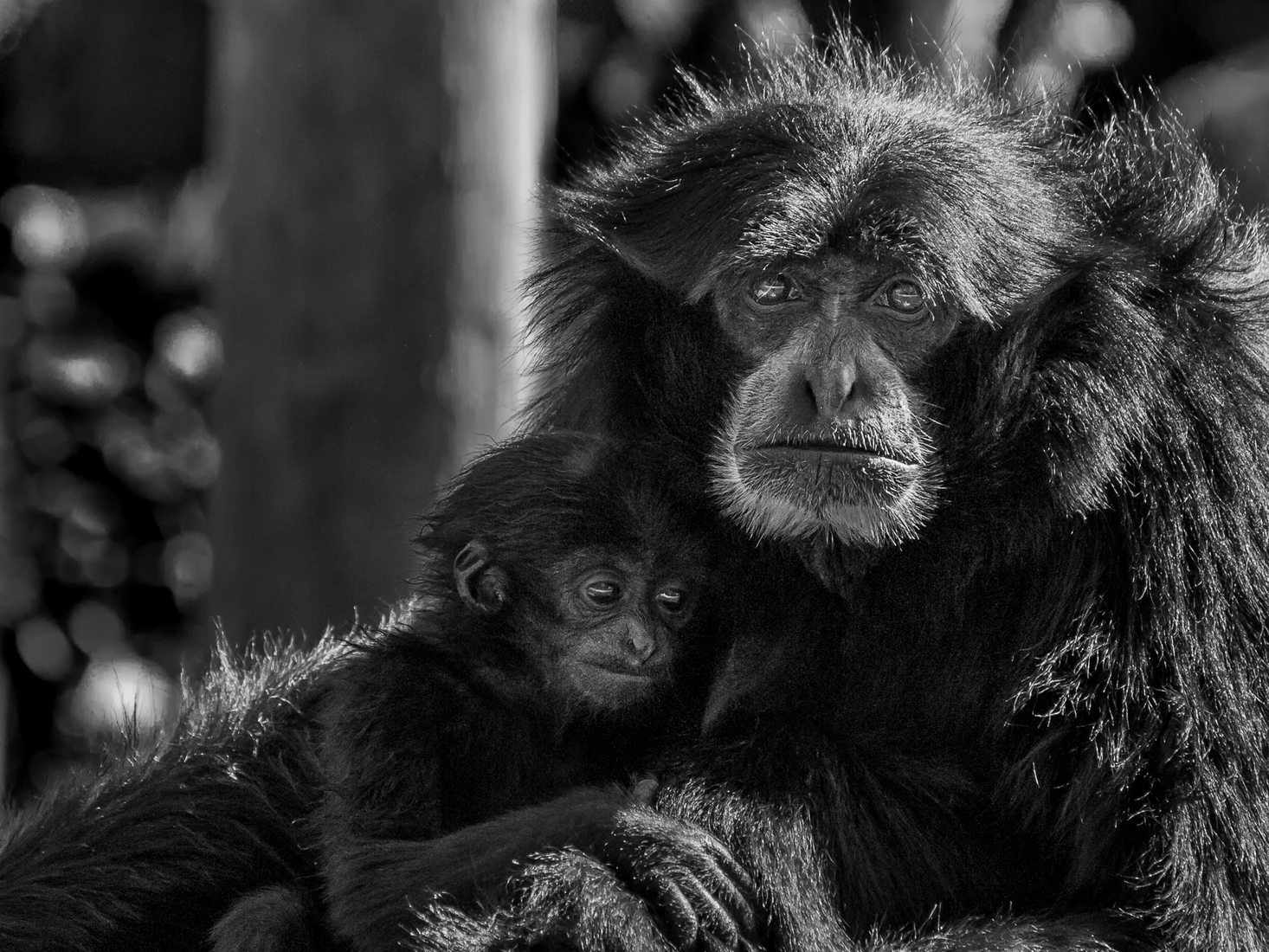 Fota Island Wildlife Park, Ireland