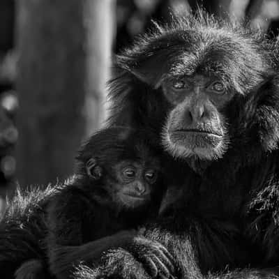 Fota Island Wildlife Park, Ireland