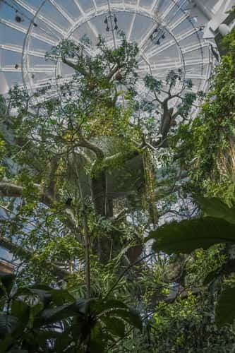 Green Planet, Dubai
