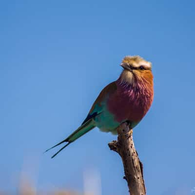 Lilac Breasted, Namibia