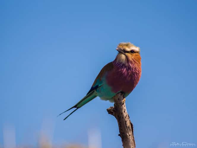 Lilac Breasted