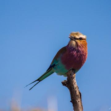 Lilac Breasted, Namibia