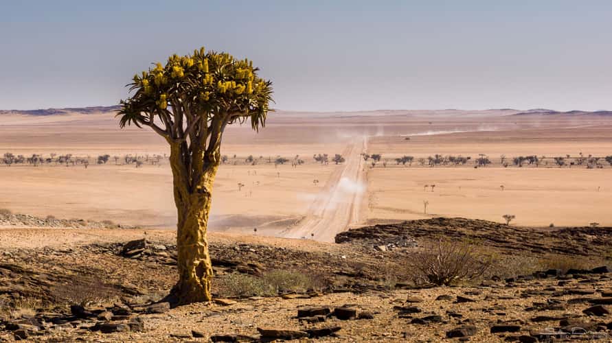 Lonely Quiver Tree