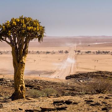 Lonely Quiver Tree, Namibia