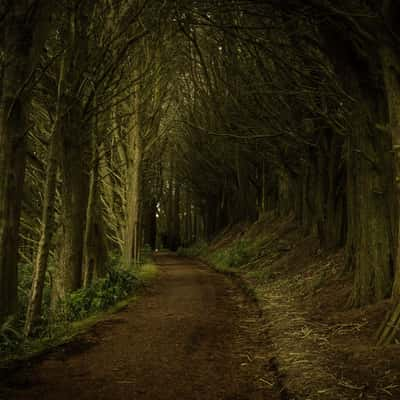 Macrocarpa Tunel, New Zealand