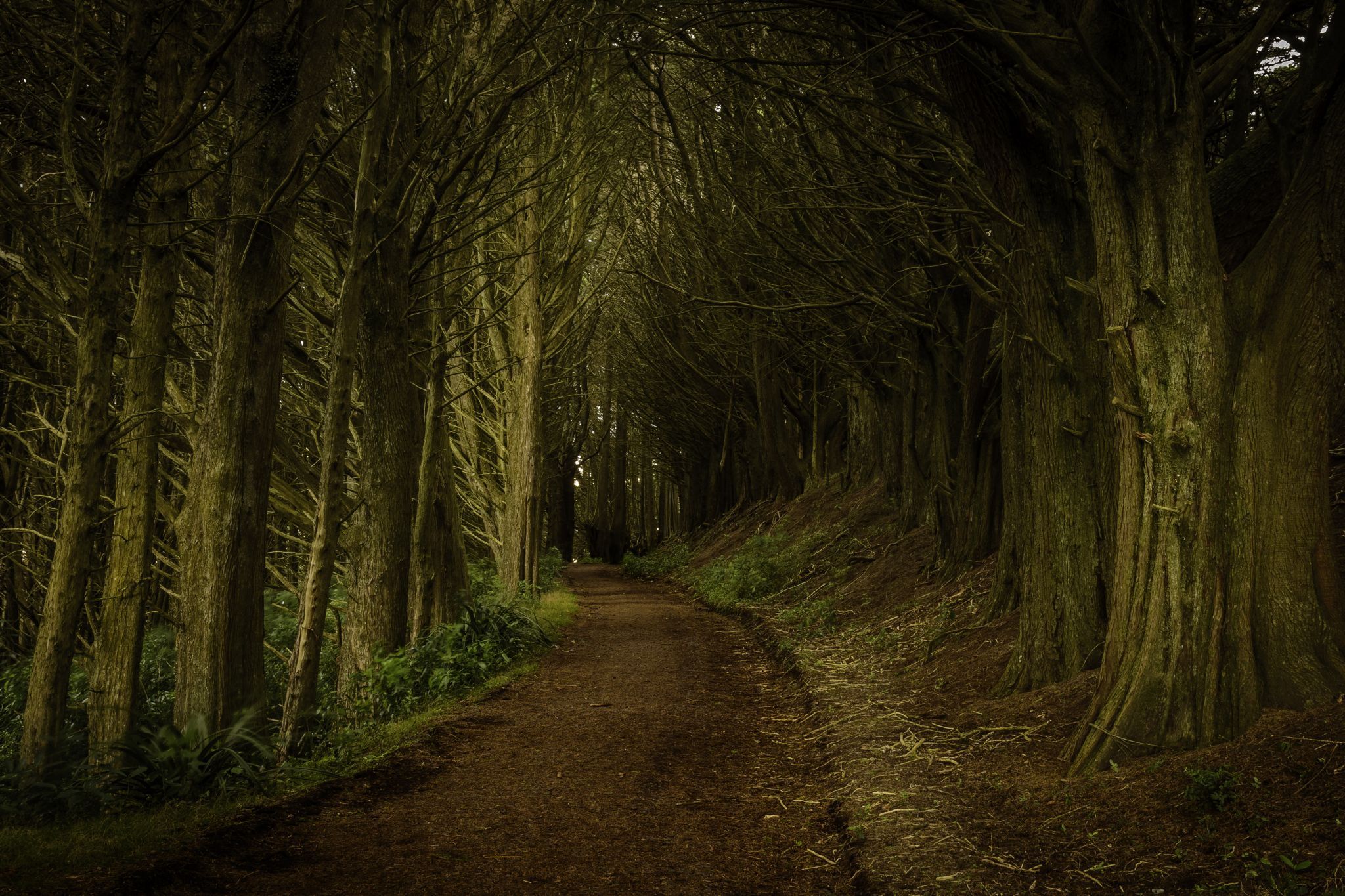 Macrocarpa Tunel, New Zealand