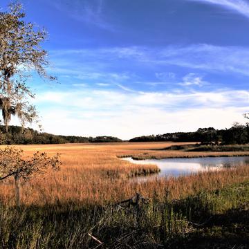 Marshy Landscape, USA