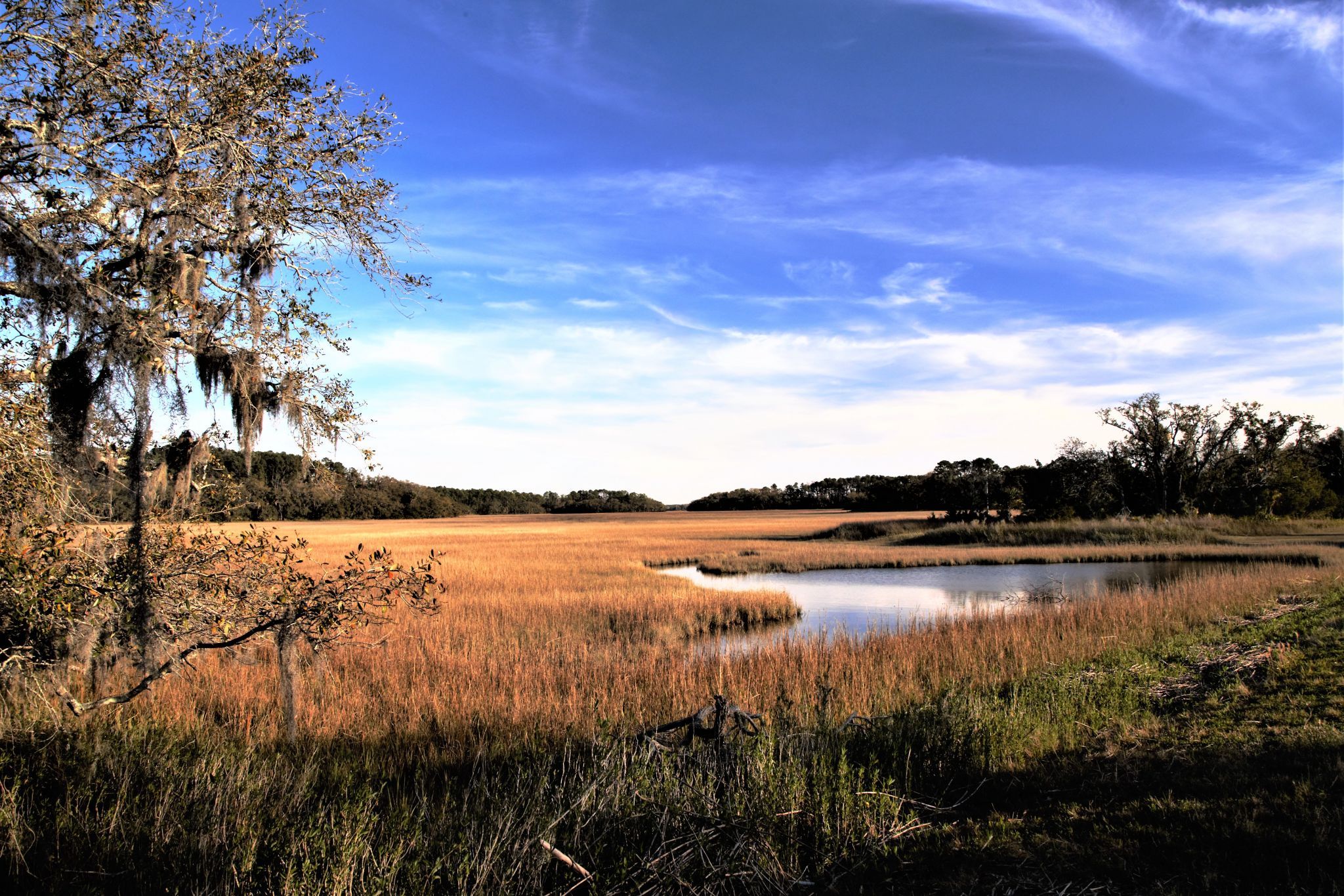 Marshy Landscape, USA