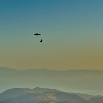 Mountain crows diving around Mount Zas, Naxos, Greece