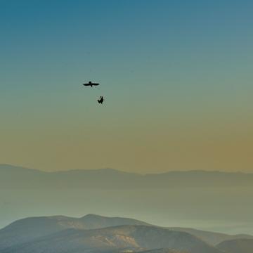 Mountain crows diving around Mount Zas, Naxos, Greece