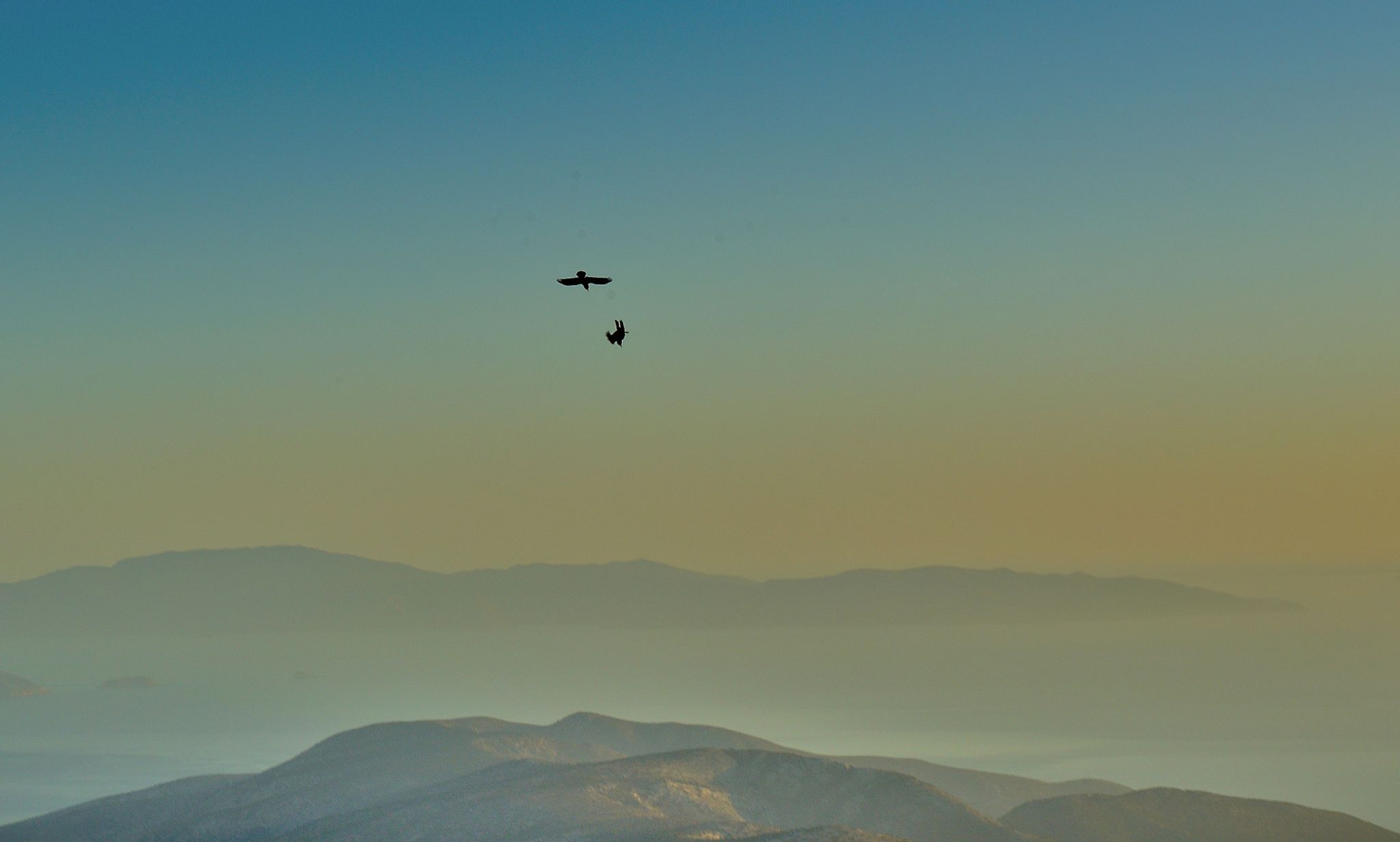 Mountain crows diving around Mount Zas, Naxos, Greece