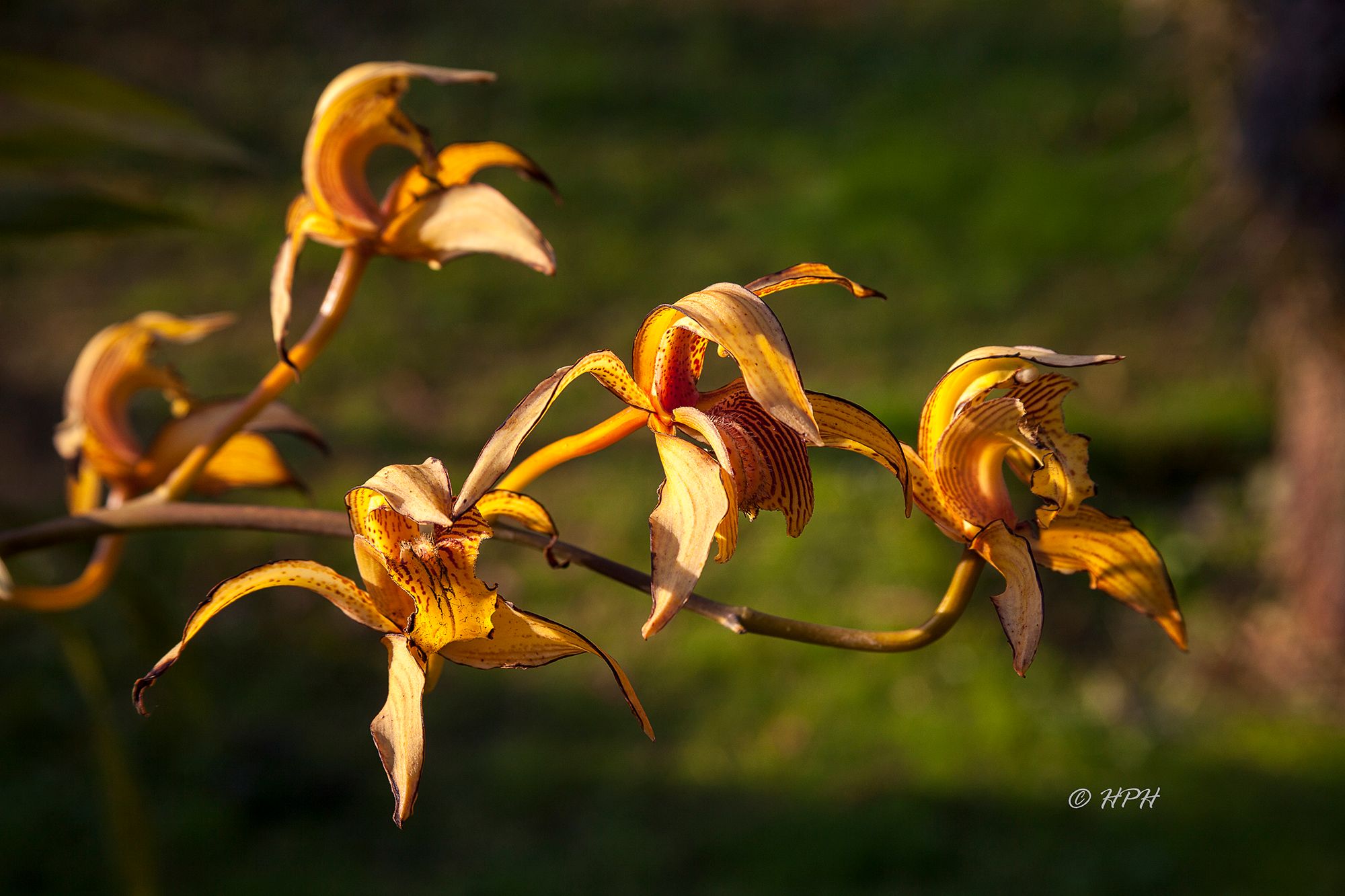 National Kandawgyi Botanical Gardens, Pyin Oo Lwin, Myanmar