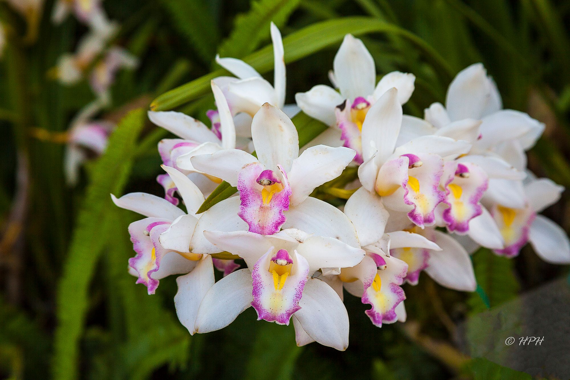 National Kandawgyi Botanical Gardens, Pyin Oo Lwin, Myanmar