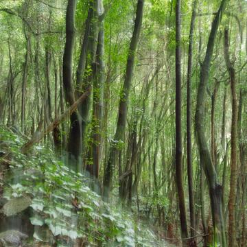 Rain Forest, Spain