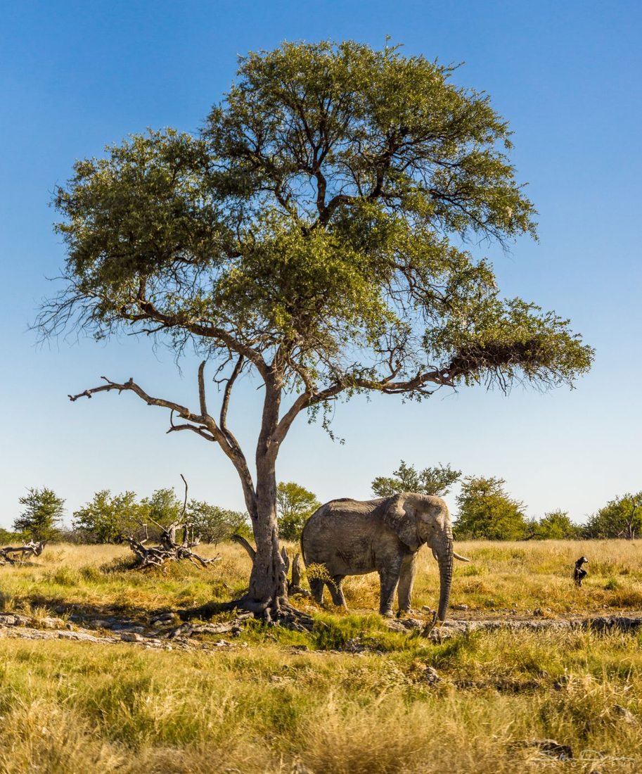 Relaxing Elephant, Namibia